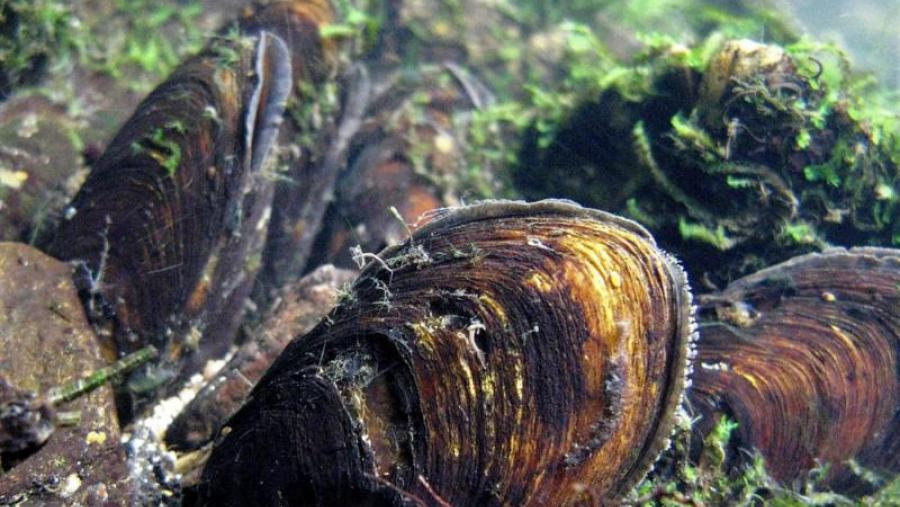 Exemplares adultos de M. margaritifera, no seu medio natural