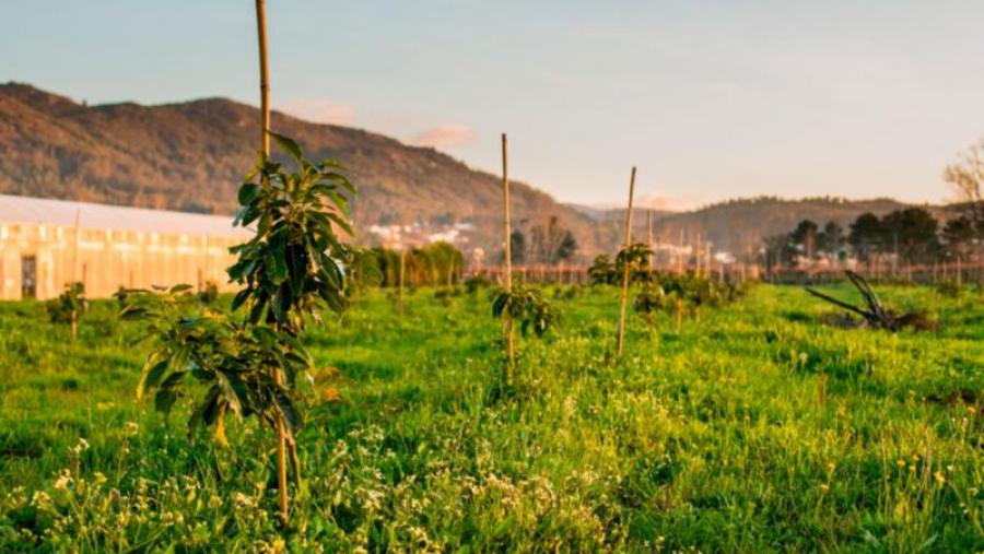 Plantación de aguacate de Vivaz Plant