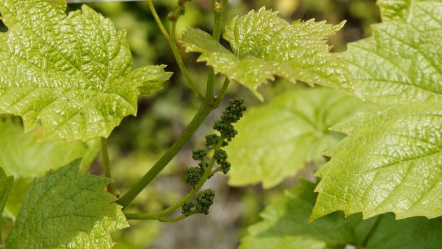 A USC participa con Viñas e Terras do Pazo nun grupo operativo para recuperar en Galicia a variedade de uva Tinta Castañal