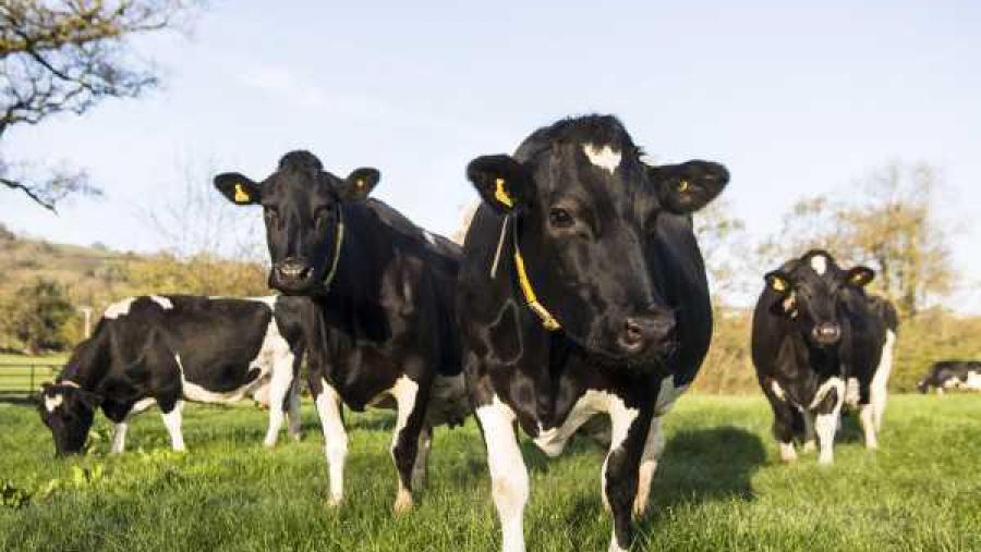 Vacas de leite, en réxime de pastoreo