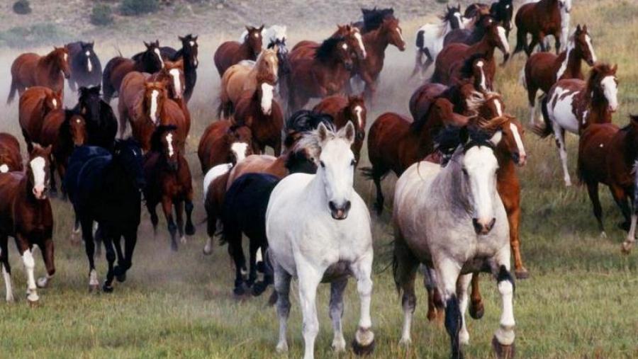 Estampida de cabalos bravos no monte