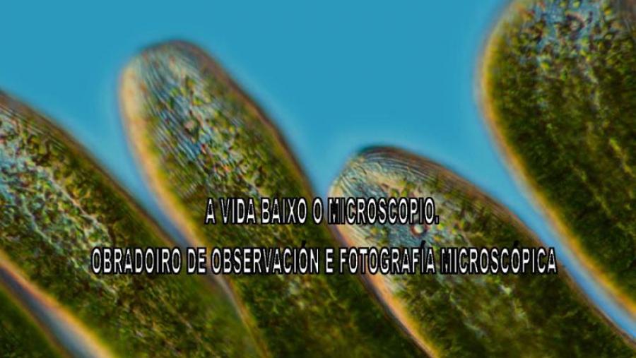 Alumni USC organiza un obradoiro de observación e fotografía microscópica