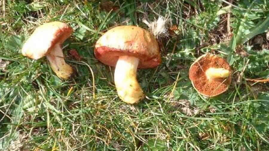 A Estación Científica do Courel reúne este sábado máis de 40 participantes nunha xornada de iniciación á micoloxía