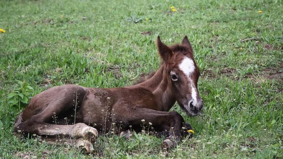 O dereito e os animais, unha xornada pioneira en Galicia en colaboración coa Fundación Franz Weber 