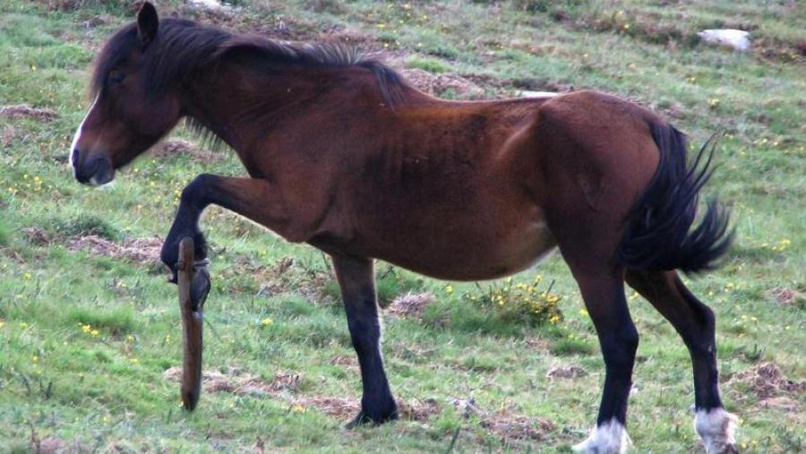 O dereito e os animais centran unha xornada na USC