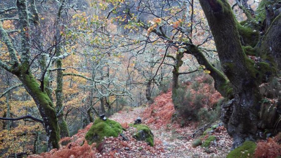 Bosque de carballos da conca do río Lor