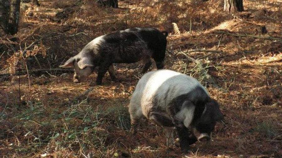 Exemplares de porco celta en réxime extensivo