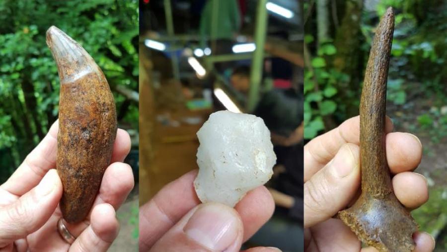 Restos de fauna atopados en Cova Eirós