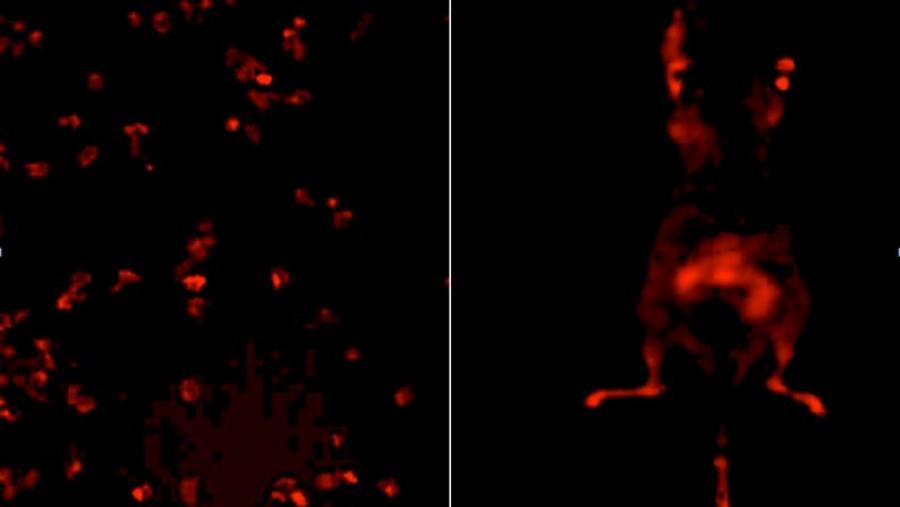 Imaxe dos novos biosensores activándose ao detectar unha baixa concentración de osíxeno en células (esquerda) e en modelos preclínicos da enfermidade (dereita) /. CiMUS.