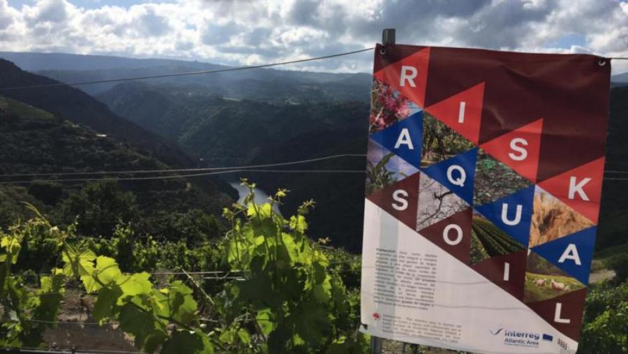 Viñedos da adega Regina Viarum nos que se desenvolveron estudos co proxecto RiskAquaSoil