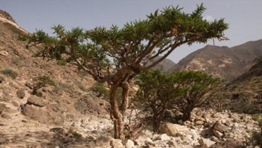 Árbore da que se obtén o incenso