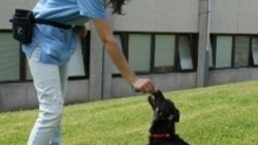 O Servizo de Radioterapia do ‘Rof Codina’ mellora tratamentos e mitiga efectos secundarios en animais cun novo acelerador lineal