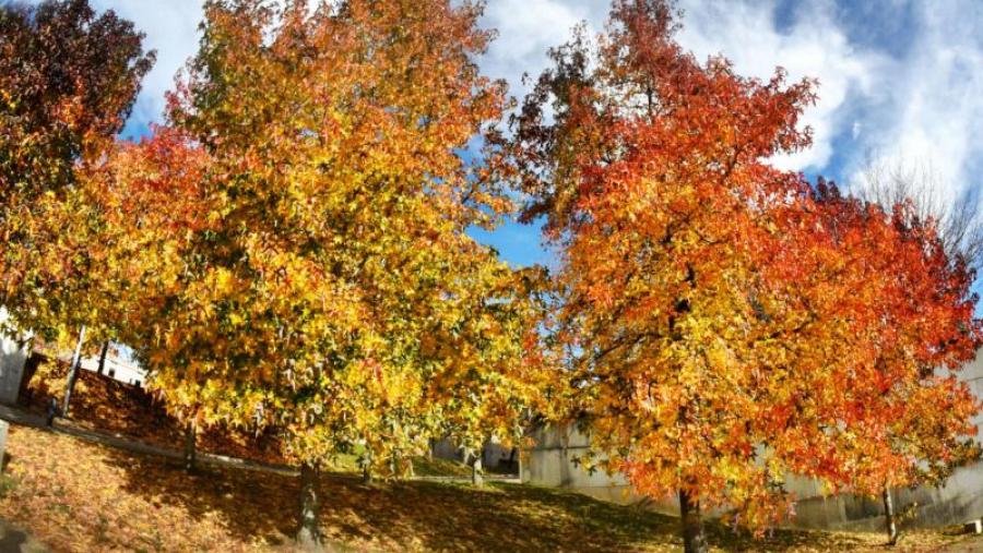 O outono estenderase do 23 de outubro ao 22 de decembro. Foto: Santi Alvite