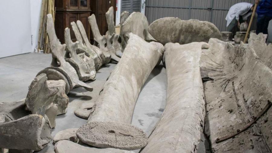 Vista xeral do esqueleto. Foto: MHN