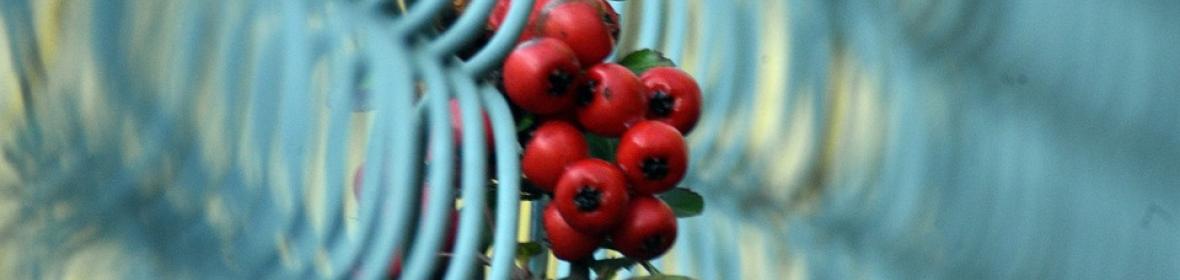 Fotografía de Artur Pawlak. Pixabay.